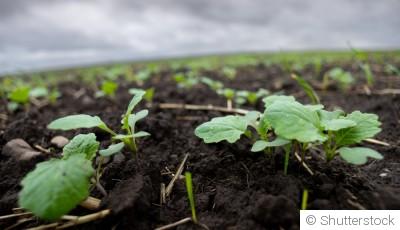 Jardinage en hiver : quelles plantes cultiver ?