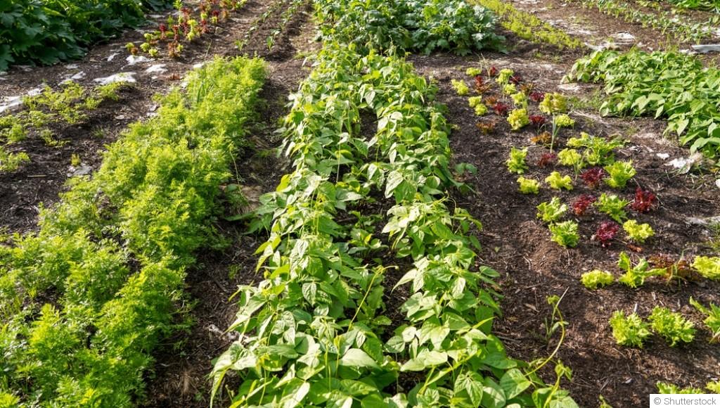 La permaculture au jardin : principes de base