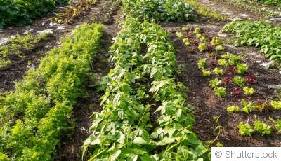 La permaculture au jardin : principes de base