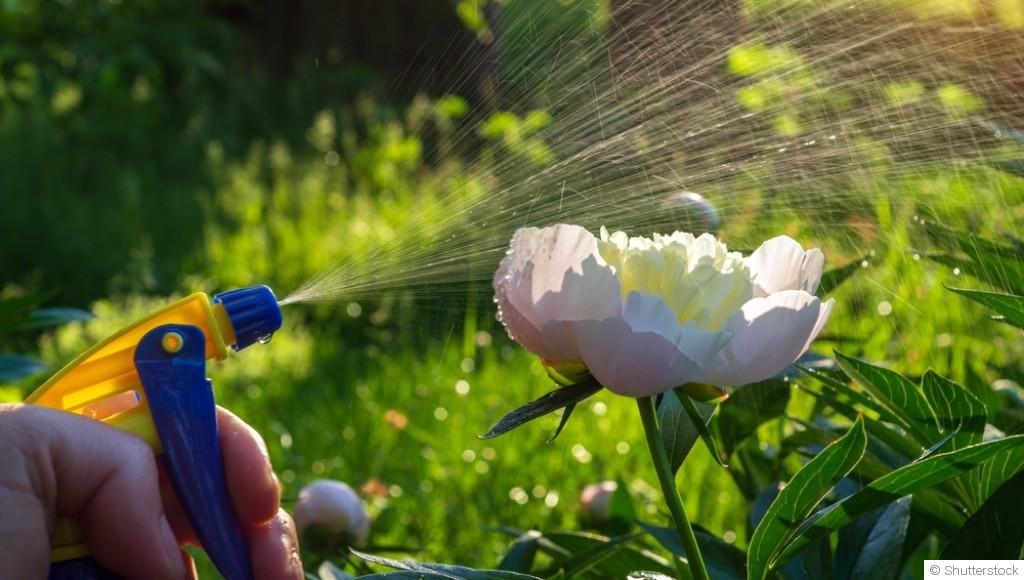 Le guide du jardinier pour cultiver des pivoines