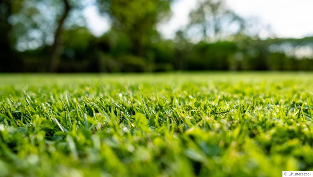 Les secrets pour un gazon verdoyant et sain