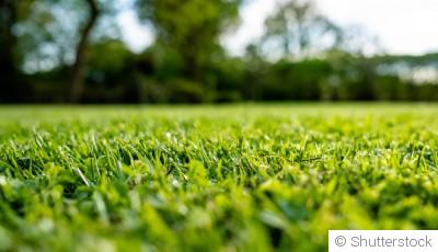 Les secrets pour un gazon verdoyant et sain