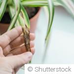 10 maladies courantes des plantes et leurs remèdes bio à appliquer dès les premiers symptômes