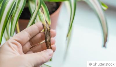 Lutte biologique : solutions naturelles contre les maladies des plantes