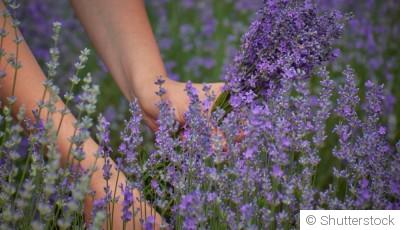 Réussir la culture de la lavande dans votre jardin