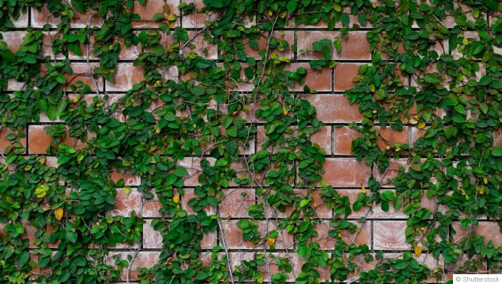 Comment faire pousser des plantes grimpantes et rampantes