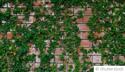 Comment faire pousser des plantes grimpantes et rampantes