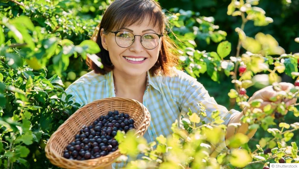 Cultiver des baies dans votre jardin : framboises, myrtilles et plus