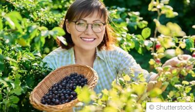 Cultiver des baies dans votre jardin : framboises, myrtilles et plus