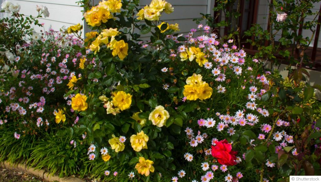 Cultiver des roses : soins et conseils pour débutants