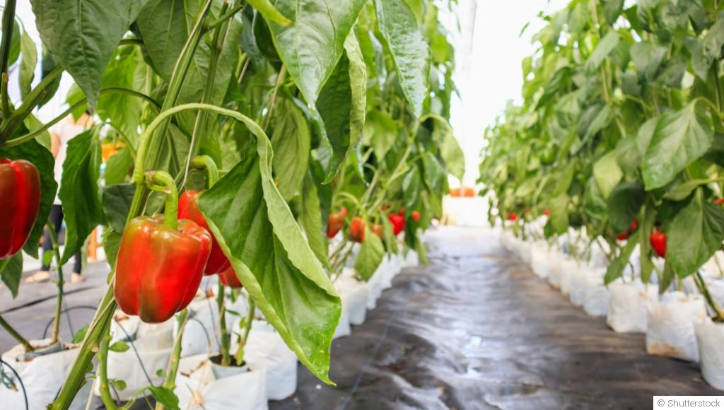 Guide pour cultiver et récolter des poivrons dans votre jardin