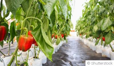 Guide pour cultiver et récolter des poivrons dans votre jardin