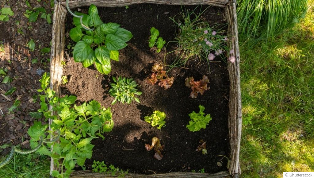 Jardin d\'ombre : sélectionner et cultiver les plantes adaptées