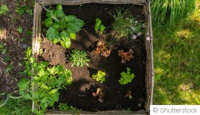 Jardin d\'ombre : sélectionner et cultiver les plantes adaptées