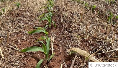 Jardinage sans labour : avantages et techniques