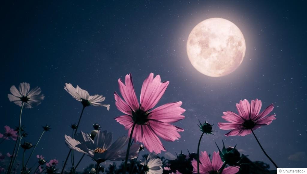 Jardiner avec la Lune : mythe ou réalité ?