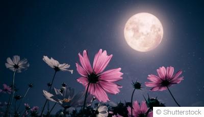 Jardiner avec la Lune : mythe ou réalité ?