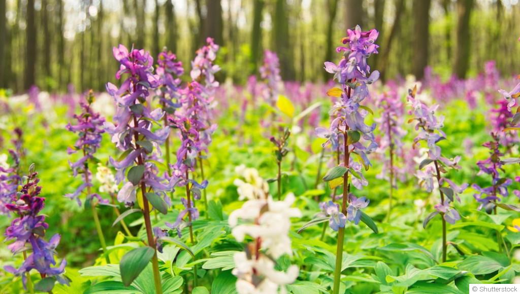 Techniques pour augmenter la floraison de vos plantes