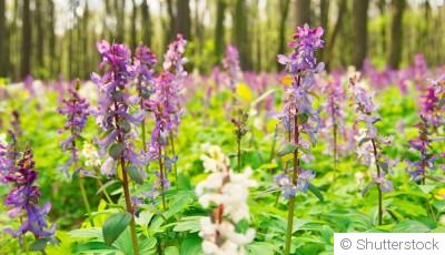 Techniques pour augmenter la floraison de vos plantes