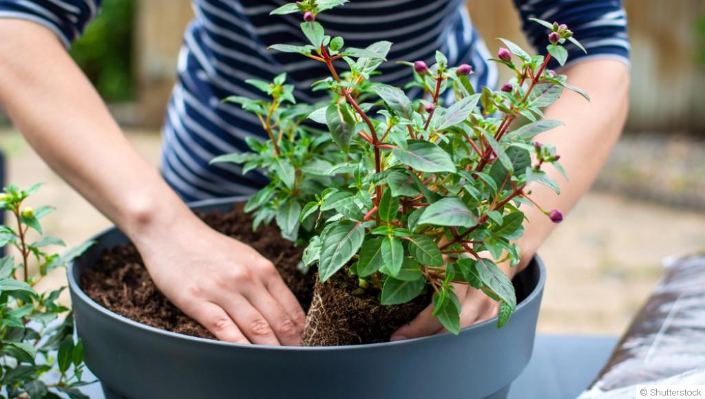 Comment et quand transplanter des plantes sans stress