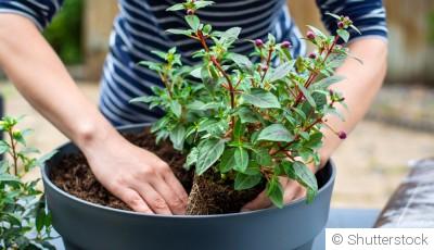 Comment et quand transplanter des plantes sans stress