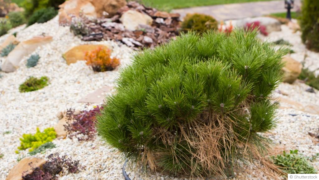 Comment installer et entretenir un jardin de rocaille