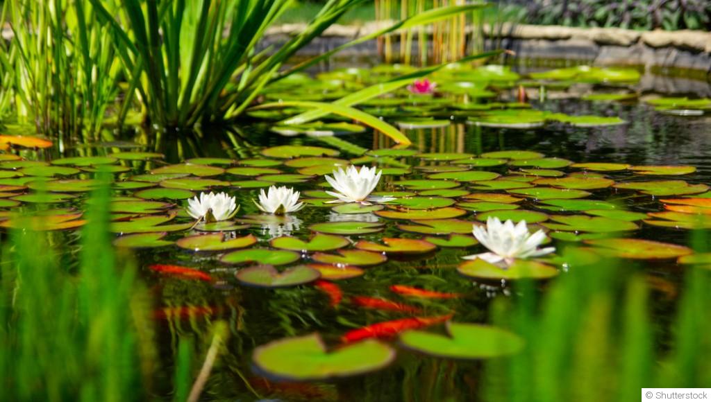 Cultiver des plantes aquatiques dans votre bassin de jardin