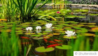 Cultiver des plantes aquatiques dans votre bassin de jardin