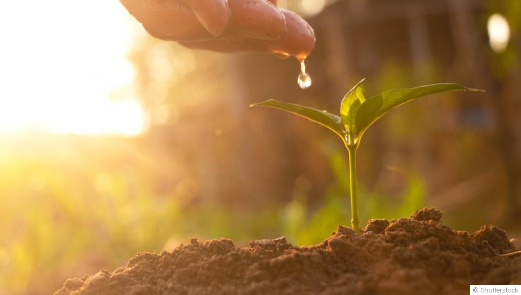 Économisez l\'eau : conseils pour un jardinage économe