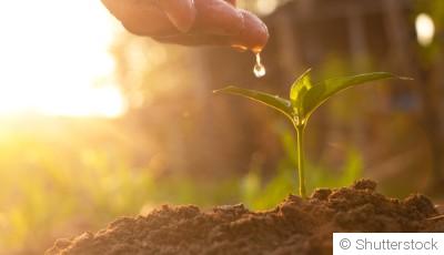 Économisez l\'eau : conseils pour un jardinage économe