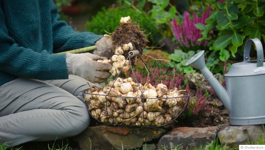 Légumes anciens à redécouvrir dans votre jardin