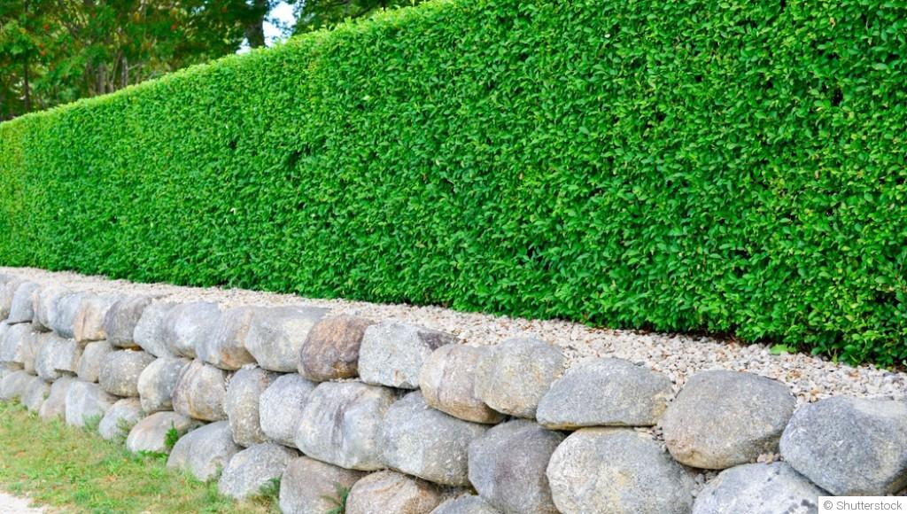 Les meilleures pratiques pour la taille des haies
