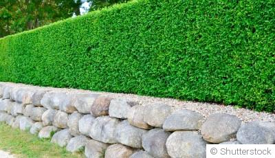 Les meilleures pratiques pour la taille des haies