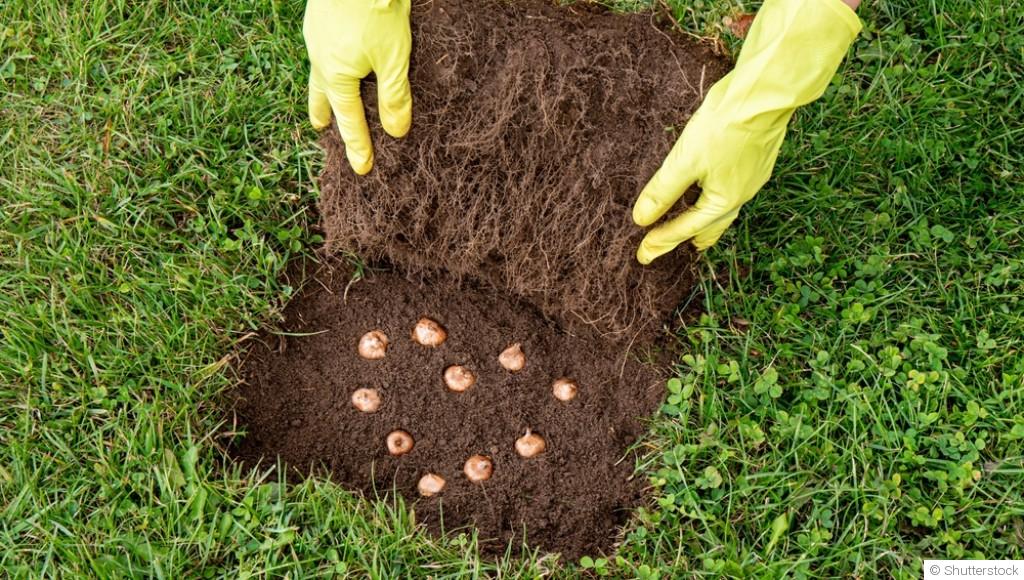 Tout savoir sur les bulbes : plantation et soins