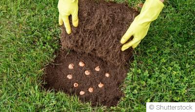 Tout savoir sur les bulbes : plantation et soins