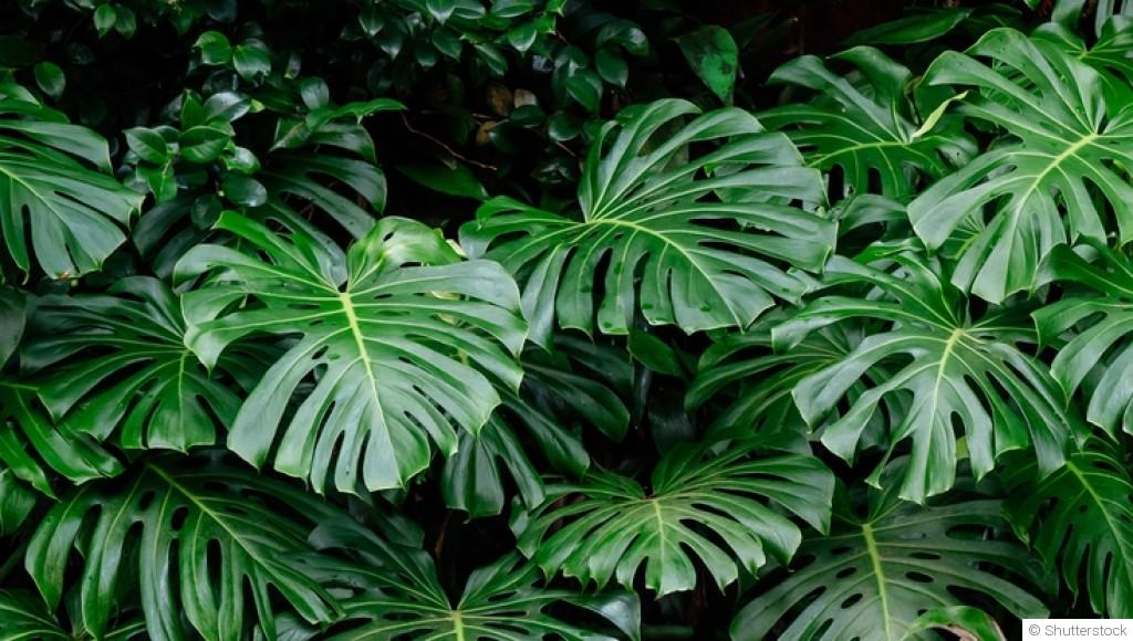 Astuces pour cultiver des plantes tropicales sous climat tempéré