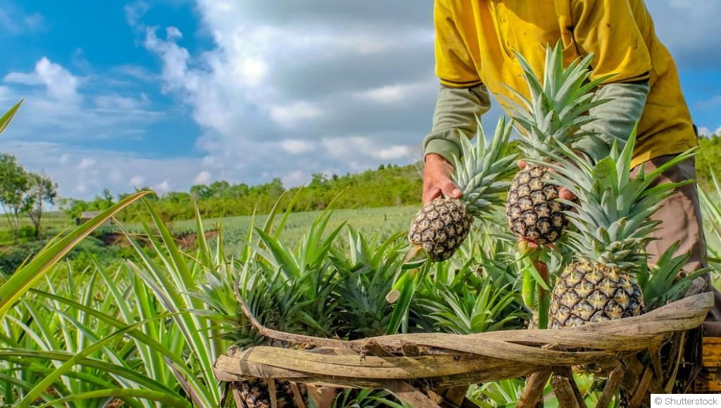Comment cultiver des fruits exotiques dans des climats tempérés