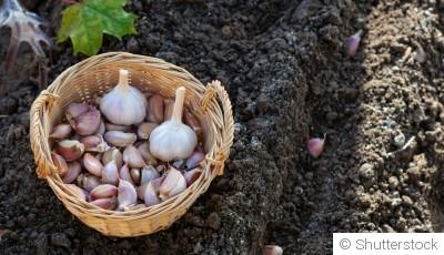 Conseils pour la culture de l\'ail : de la plantation à la récolte