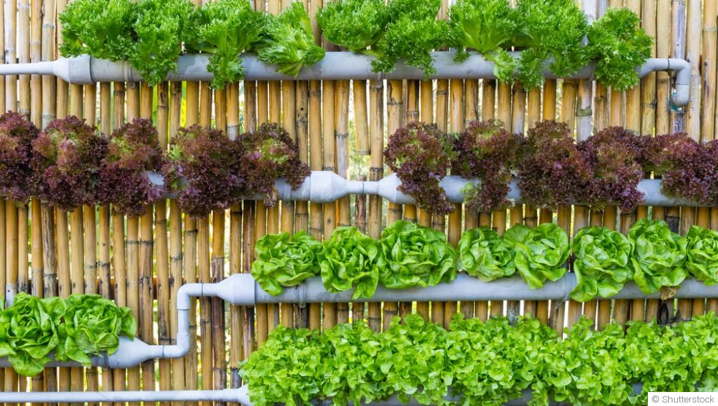 Créer un jardin potager vertical pour petits espaces