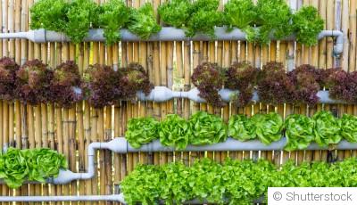 Créer un jardin potager vertical pour petits espaces