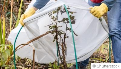 Protection des plantes en hiver : techniques et astuces