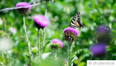 Sélection de plantes pour un jardin à papillons