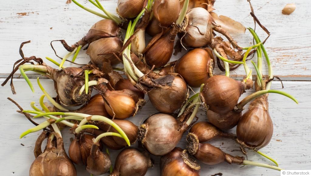 Pourquoi et comment planter des bulbes en hiver pour un printemps fleuri