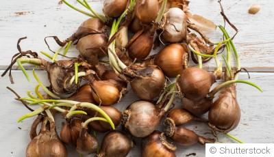 Pourquoi et comment planter des bulbes en hiver pour un printemps fleuri