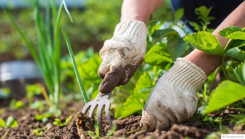 Conseils pour gérer les mauvaises herbes efficacement