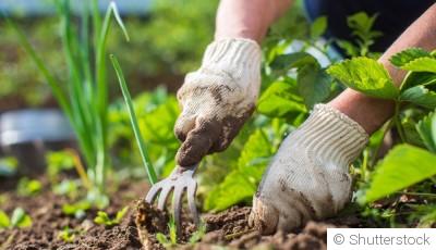 Conseils pour gérer les mauvaises herbes efficacement