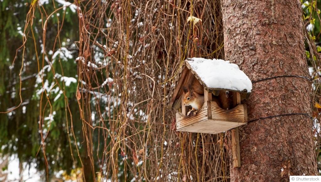Créer un espace pour la biodiversité en hiver : abris et nourrissage pour la faune