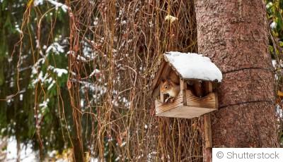 Créer un espace pour la biodiversité en hiver : abris et nourrissage pour la faune