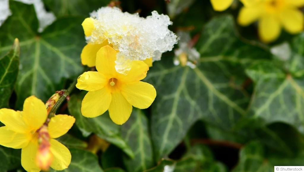Les meilleures plantes grimpantes pour embellir votre jardin en hiver