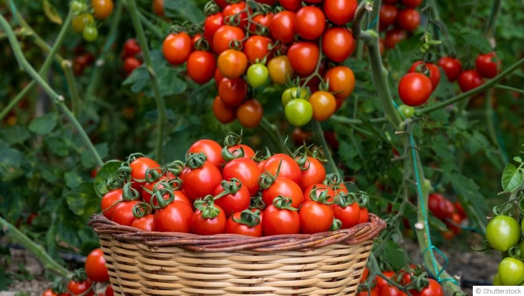 Maximiser votre récolte de tomates : techniques avancées